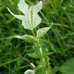 Salvia viridis পাতা