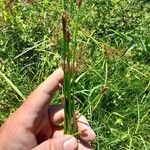 Eleocharis obtusa Flower