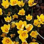 Crocus chrysanthus Hábito