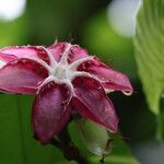 Dillenia suffruticosa Flor