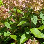Hydrangea paniculata Leaf