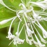 Asperula taurina Квітка