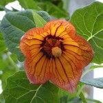 Canarina canariensis 花