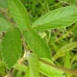 Desmodium incanum Leaf