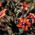 Anagallis arvensis फूल
