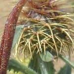 Centaurea seridis Fiore