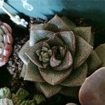 Echeveria purpusiorum Folha