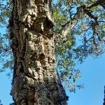 Quercus suber Агульны выгляд