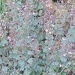 Clinopodium grandiflorum Habit