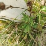 Potentilla rectaLeaf