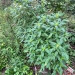 Impatiens glandulifera 整株植物