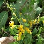 Tropaeolum boliviense Floare