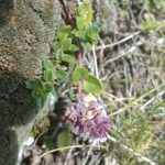 Thymus praecoxFlower