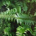 Polystichum acrostichoides ഇല