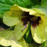 Hyoscyamus niger Flower