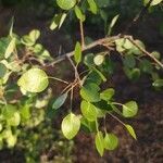 Pyrus bourgaeanaDeilen