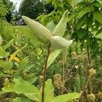 Asclepias syriacaഫലം