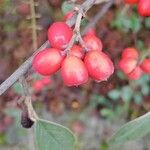 Cotoneaster franchetii পাতা