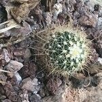 Stenocactus vaupelianus Ліст