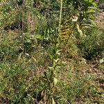 Verbascum thapsus Flower