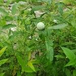 Salix eriocephala Floare