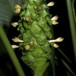 Calathea cylindrica Kvet