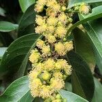 Suregada multiflora Flor