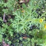 Senecio squalidus Likasa