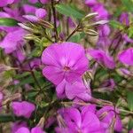 Phlox glaberrima ফুল