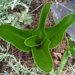 Crinum macowanii Leaf
