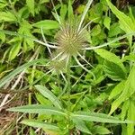 Dipsacus ferox Flor