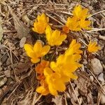 Crocus chrysanthusFlower