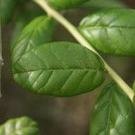Combretum constrictum Leaf