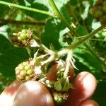Rubus guestphalicus Fruit