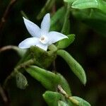 Glomera macdonaldii Flower