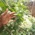 Clerodendrum thyrsoideum অভ্যাস