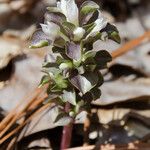 Obolaria virginica 花