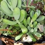 Sedum allantoides পাতা