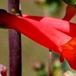 Penstemon centranthifolius Fiore