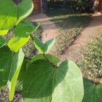 Bauhinia tomentosa Blatt