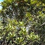 Hibbertia pancheri Yeri