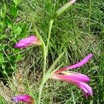 Gladiolus italicus 花