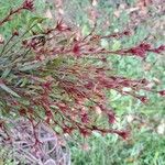 Gaura lindheimeri Blüte