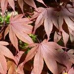 Acer palmatumFuelha