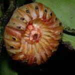Clusia flava Other