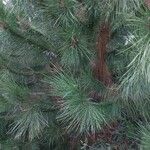 Pinus canariensis List