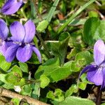 Viola odorata Flower