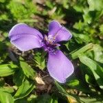 Herbertia lahue 花