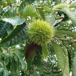 Castanea mollissima Φρούτο