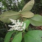 Miconia impetiolaris Leaf